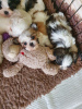 Photo №2 to announcement № 81808 for the sale of maltese dog - buy in Germany private announcement