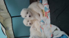 Photo №3. Samoyed puppies. Spain