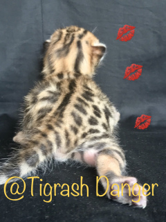 Photo №4. I will sell bengal cat in the city of Yekaterinburg.  - price - 553$