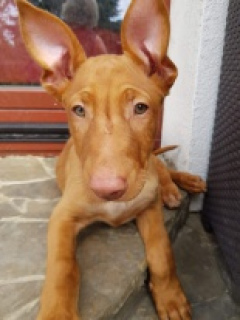 Photo №1. pharaoh hound - for sale in the city of Andrychów | 1581$ | Announcement № 7155