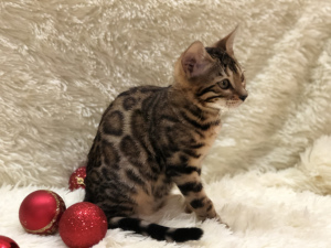 Photo №1. bengal cat - for sale in the city of Minsk | 1430$ | Announcement № 3562
