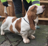 Photo №1. basset hound - for sale in the city of Stavanger | 460$ | Announcement № 18610