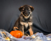 Photo №1. non-pedigree dogs - for sale in the city of Москва | Is free | Announcement № 13528