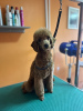 Photo №3. Red Poodle, male puppy. Serbia