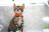 Photo №4. I will sell bengal cat in the city of Franeker. breeder - price - 317$