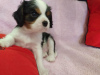 Photo №1. cavalier king charles spaniel - for sale in the city of Minsk | 950$ | Announcement № 9771