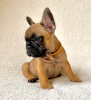 Photo №1. french bulldog - for sale in the city of Москва | 651$ | Announcement № 69138