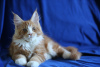Photo №3. For sale a gorgeous cat from titled parents cattery Mariburg,. Russian Federation