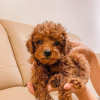 Photo №1. poodle (toy) - for sale in the city of Флоренс | negotiated | Announcement № 17534