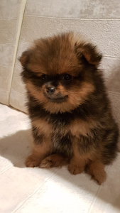 Photo №2 to announcement № 3560 for the sale of german spitz - buy in Belarus private announcement