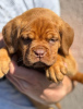 Photo №4. I will sell dogue de bordeaux in the city of Smederevo. private announcement - price - negotiated