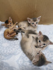 Photo №1. abyssinian cat - for sale in the city of Minsk | negotiated | Announcement № 21943