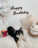 Photo №2 to announcement № 124468 for the sale of chihuahua - buy in United States breeder