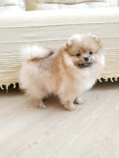 Photo №1. pomeranian - for sale in the city of Minsk | 400$ | Announcement № 1376