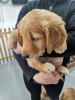 Photo №2 to announcement № 104120 for the sale of golden retriever - buy in Germany private announcement