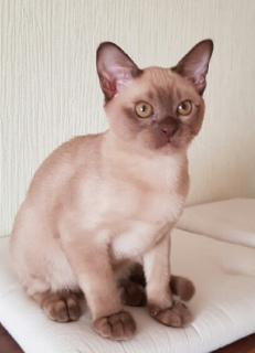 Photo №2 to announcement № 2070 for the sale of burmese cat - buy in Russian Federation private announcement, from nursery, breeder