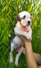 Photo №4. I will sell american staffordshire terrier in the city of Paris. breeder - price - 951$