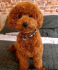 Photo №1. poodle (toy) - for sale in the city of Kuwait Free Trade Zone | negotiated | Announcement № 11043
