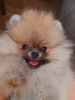 Additional photos: Pomeranian males