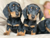 Photo №1. dachshund - for sale in the city of Bremen | 355$ | Announcement № 13092