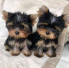 Photo №1. yorkshire terrier - for sale in the city of Sydney | negotiated | Announcement № 84710