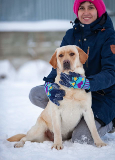 Photo №1. labrador retriever - for sale in the city of Chelyabinsk | 1609$ | Announcement № 4490