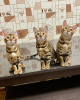 Photo №2 to announcement № 30207 for the sale of bengal cat - buy in Russian Federation from nursery, breeder