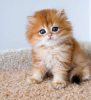 Photo №1. persian cat - for sale in the city of Miami Gardens | 264$ | Announcement № 98204