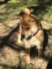 Additional photos: SHIBA INU PUPPIES RKF