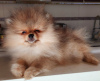 Photo №2 to announcement № 36898 for the sale of pomeranian - buy in Serbia breeder