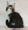 Photo №2 to announcement № 11570 for the sale of maine coon - buy in Russian Federation from nursery, breeder