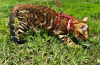 Photo №2 to announcement № 113542 for the sale of bengal cat - buy in Germany private announcement