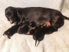 Additional photos: Standard shorthaired dachshund puppies