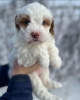 Photo №2 to announcement № 121592 for the sale of labradoodle - buy in United Kingdom from the shelter