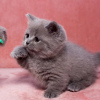 Photo №1. munchkin - for sale in the city of Манчестер | Is free | Announcement № 123669