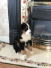 Photo №2 to announcement № 118057 for the sale of non-pedigree dogs - buy in Germany private announcement