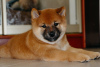 Photo №1. shiba inu - for sale in the city of Nizhny Novgorod | negotiated | Announcement № 117462