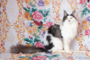 Photo №2 to announcement № 7063 for the sale of maine coon - buy in Russian Federation from nursery