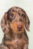 Photo №4. I will sell dachshund in the city of Москва. breeder - price - 716$