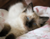 Photo №2 to announcement № 37126 for the sale of ragdoll - buy in United States 