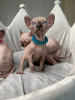 Photo №4. I will sell sphynx cat in the city of Братислава.  - price - Is free