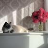 Photo №1. birman - for sale in the city of Munich | 423$ | Announcement № 109757