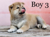 Photo №2 to announcement № 50606 for the sale of shiba inu - buy in Hungary private announcement