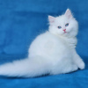 Photo №1. siberian cat - for sale in the city of Афины | 264$ | Announcement № 120917