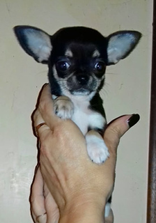 Photo №2 to announcement № 3776 for the sale of chihuahua - buy in Ukraine breeder
