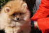 Photo №2 to announcement № 43102 for the sale of pomeranian - buy in Russian Federation breeder