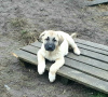 Photo №2 to announcement № 34546 for the sale of anatolian shepherd - buy in Ukraine from nursery, breeder