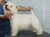 Photo №4. I will sell west highland white terrier in the city of Москва. private announcement, from nursery, breeder - price - 651$