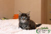 Photo №4. I will sell maine coon in the city of St. Petersburg. private announcement, from nursery, breeder - price - 442$