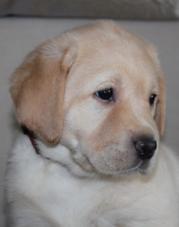 Photo №2 to announcement № 5124 for the sale of labrador retriever - buy in Belarus breeder